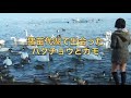 猪苗代湖で出会った白鳥とカモ