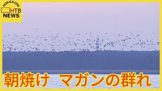 「春が来たなと実感」　朝焼けにマガンの群れ４千羽　北へ向かう経由地ウトナイ湖で　北海道苫小牧市