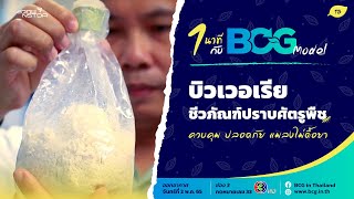 1 นาที กับ BCG Model ตอน บิวเวอเรีย ชีวภัณฑ์ปราบศัตรูพืช