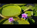 【花蓮花海】蓮花之城 花蓮旅遊親子遊假日休閒好去處 賞花之旅 喝花茶賞蓮花lotus city lotus season