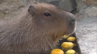 「めっちゃかわいいです」岡山市の動物園　カピバラにゆず湯のプレゼント【岡山】 (24/12/15 16:00)