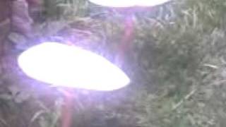 holyshit mushrooms
