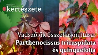 Vadszőlők összehasonlítása: Parthenocissus tricuspidata és quinkefolia