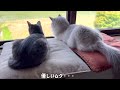 保護猫ラグドールの里親になって１年・・今までありがとう・・。【保護猫ラグドール】