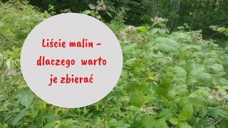 LIŚCIE MALIN - DLACZEGO WARTO JE ZBIERAĆ?  #zdroweodzywianie #superfood