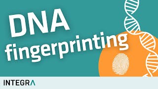 DNA Fingerprinting – How It Works | STR Analysis Easy Explained