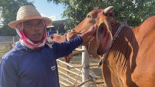 เปิดราคาวัวยกคอก พ่อแดงวัวงามของดีทีเด็ดทุกตัวชอบใหญ่ๆห้ามพลาดชม