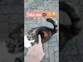 Street🐱have a🏚❤🥺#music #youtube #youtubeshorts #reels #tiktok #tiktokcat #trendingshorts #viralvideo