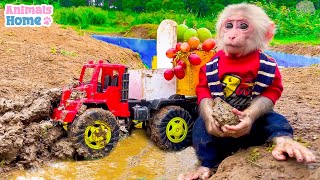 BiBi's brother drives a truck carry fruit to the farm