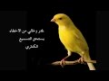 Chant Canari Super Pour l'écolage des jeunes - من أجمل تغاريد طائر الكناري لتسميع الفراخ