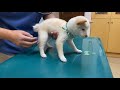 豆柴の赤ちゃんを予防接種に連れて行ったら注射がきらいになった　shiba inu baby hates injection