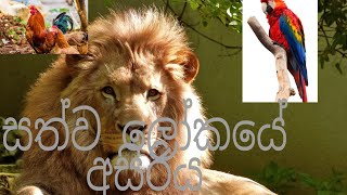 සත්ව ලෝකයේ අසිරිය How to animal ????ST sinhal bro