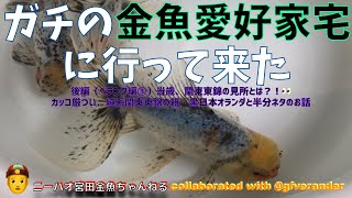 【ニーハオ宮田】金魚ちゃんねる_『ガチの金魚愛好家宅に行ってきた 【後編（ベランダ編③）当歳、関東東錦の見所とは？！👀・カッコ厳つい、純系関東東錦の親・黒日本オランダと半分ネタのお話】』