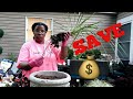 SAVE MONEY ON CONTAINERS GARDENING BY REUSING PLANTS // GARDEN QUEEN 👑