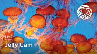 Live Jelly Cam - Monterey Bay Aquarium