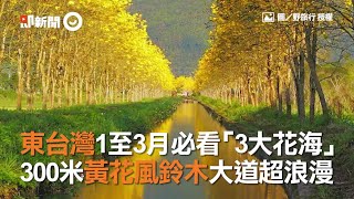 東台灣1至3月必看「3大花海」　300米黃花風鈴木大道超浪漫