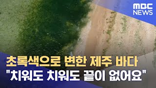 또 찾아온 구멍갈파래‥"부영양화 막아야" (2024.05.10/뉴스데스크/제주MBC)