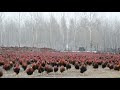 How Chinese Farmers Raise Millions of Free-Range Chickens for Eggs. US Poultry Farm Technology