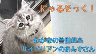 【サイベリアン×子猫】わが家の警備担当、ニャルソックのあんずさん