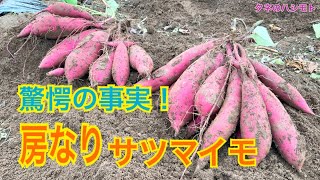 【プロの技】収量があがるサツマイモの作り方　　タネのハシモト