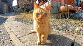 神社を横切ってお友達猫の所に向かう野良猫に付いていってみた