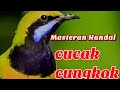 Masteran Handal Burung Lomba