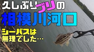 久しぶりに相模川河口へ行ってみた。