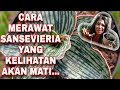 CARA MERAWAT TANAMAN SANSEVIERIA, JANGAN SAMPAI DIKIRA TANAMAN MAU MATI