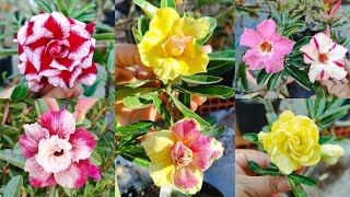 #rosadodeserto🏜️SEGREDO PARA TER MUITAS FLORES KING OF KING+TS27 #adenium #dicas #flores