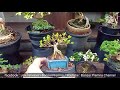 วิธีดูแลบอนไซจิ๋ว by natee บอนไซเพรมน่า bonsai premna mini bonsai