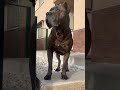 Por si hay alguna duda! 😂 #doglover#lovedogs#canecorso#dogshorts#shortsvideo#dogsoftiktok#dogs