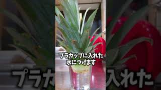 パイナップルの草の所植えたらまたパイナップルできるらしいよ #shorts