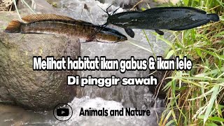 MELIHAT HABITAT IKAN GABUS \u0026 IKAN LELE