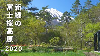 2020 新緑の富士桜高原・富士見庭園(4K) Mt. Fuji View Garden At Fujizakura Highland In Fresh Season(UHD)