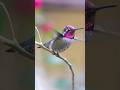 Hummingbirds wrap tongue around its skull #shorts #shortsfeed #hummingbird #facts #birds #viral