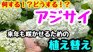 ■『アジサイの植え替え』今年買ったアジサイ🌱来年も咲かせるために。