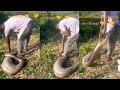 A farmer battles with a python after swallowing his dog