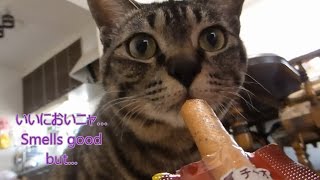 キャットシッター体験記 ～再会から猫に好かれるまで全公開 -Cat sitter experience