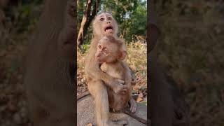 Daily update cute baby monkey and good mom #shorts