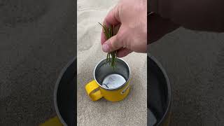 Harvesting and Brewing a Cup of Mormon Tea