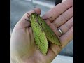 giant puriri moth new zealand