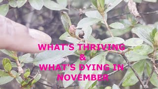 NOVEMBER WHAT'S THRIVING & DYING