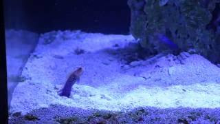 Blue spot Jawfish pair