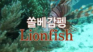 [스쿠버방송/오션TV] 해양생물 [쏠베감펭] Lion fish