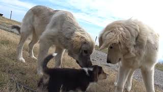 Corgi Puppy Meets Great Pyrenees