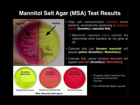 What organisms grow on mannitol salt agar?