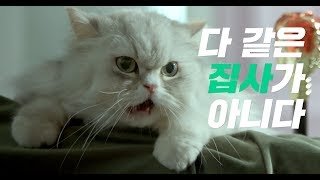 [아마존픽처스] 삼성카드 아지냥이 브랜드 영상