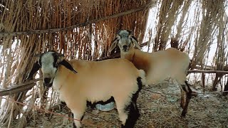 எங்க அம்மா வீட்டில்  செம்மறி கிடாய் வளர்தாங்க