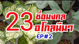 23 ชื่อมงคล รู้จักชื่ออโกลนีมา EP#2 #อโกลนีมา #aglaonema #แก้วกาญจนา #ต้นไม้ฟอกอากาศ