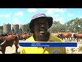 Okavango West Directorate of Veterinary Services bans movement of cattle due to lung-disease - NBC